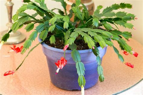The Best Method For Propagating Christmas Cactus From Cuttings Hunker