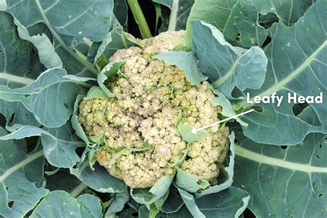 Troubleshooting Solving Issues With Cauliflower Heads The Seed
