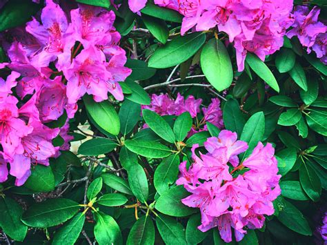 Rhododendrons The State Flower Of West Virginia Are Everywhere Here 🍃🌸🍃
