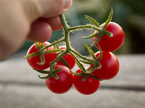 Texas Wild Tomato Proves To Be A Hardy Producer