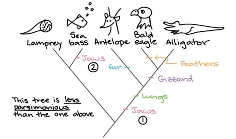 Building A Phylogenetic Tree Article Khan Academy Phylogenetic Tree Biology Khan Academy