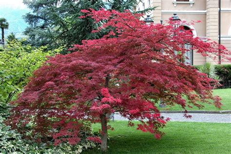 Growing Japanese Dwarf Maple Tree In Your Garden A Guide