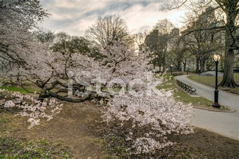 Getting the park ready for the. Early Spring IN Central Park, New York City Stock Photos ...