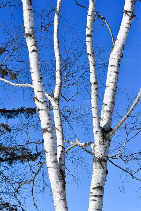 White Birch Tree Branches Blue Sky Background Stock Image Image Of