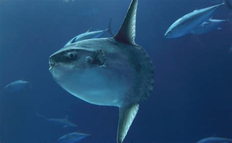 Keeping Up With Ocean Sunfish Conservation And Science