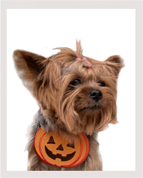 Halloween Costumes Small Dogs ⋆ Funny Pumpkin ⋆ The Furry Shop