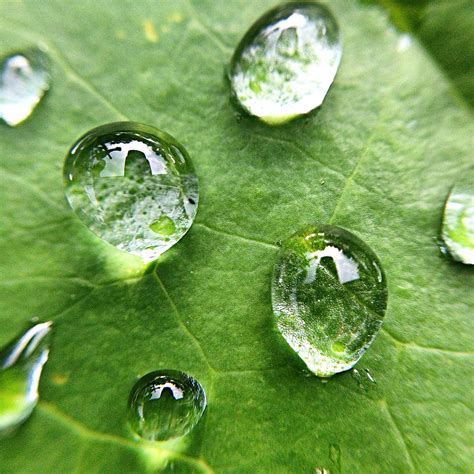 Close Up Of Water Drops On Leaf By Brian Harrison Eyeem