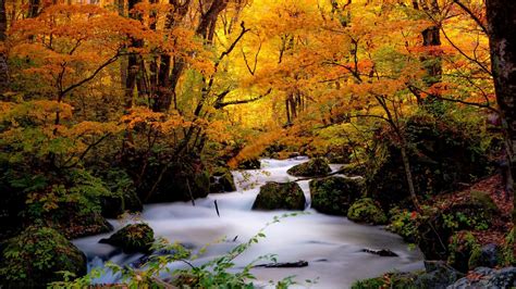 Forest Japan Stone Stream During Fall Hd Nature Wallpapers