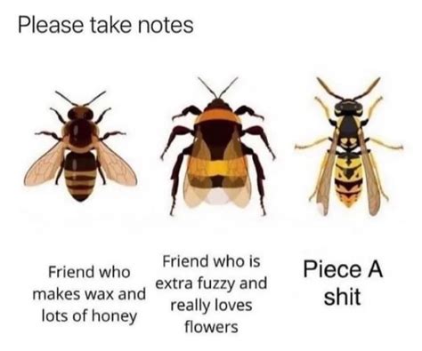 from left to right i think honey bee bumblebee and yellow jacket meme by butter i