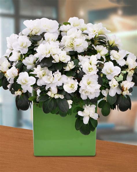 White Azalea Plant Florist Flowers Delivered Allens Flower Market