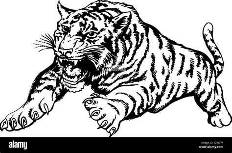 Tiger Attacking Vector Illustration Stock Vector Image And Art Alamy
