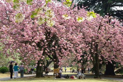 Untuk ini sakura jepang memiliki simbol yang sangat penting. Gambar Keindahan Bunga Sakura di Jepang ~Taman-taman indah ...