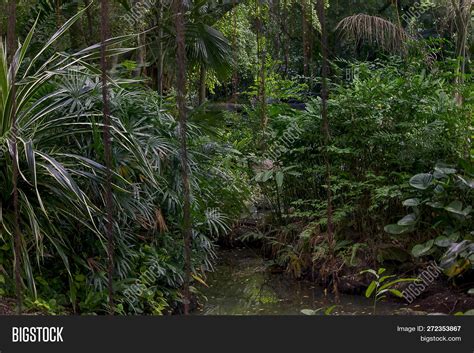 Trees Lush Rainforest Image And Photo Free Trial Bigstock