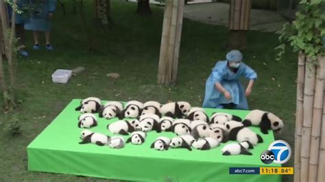 23 Adorable Baby Pandas Make Public Debut In China Abc30 Fresno