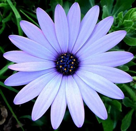 White African Daisy With A Hint Of Purple Pretty Flowers Pictures