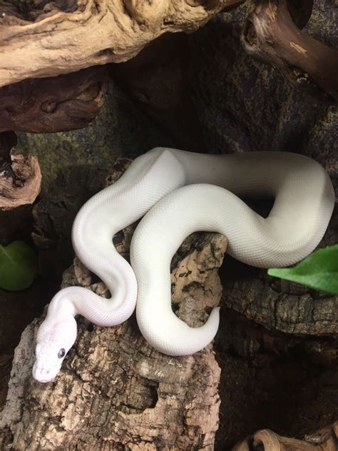 Blue Eyed Lucy Cute Snake Dream Snake Beautiful Snakes