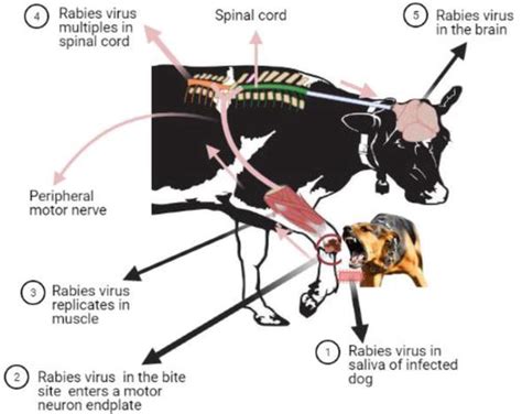 Rabies Virus Infection In Livestock Intechopen