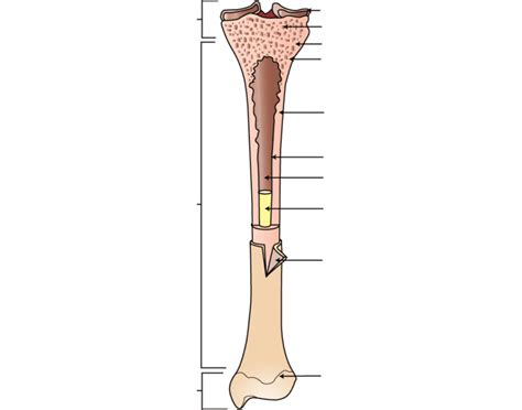 Long Bone Anatomy Quiz