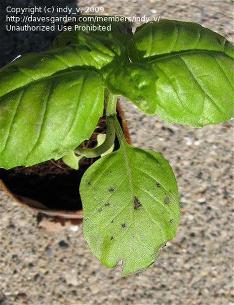 Garden Pests And Diseases Black Spots On Basil Leaves 1 By Dividedsky