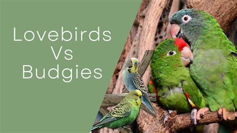 Lovebirds Vs Budgies Things To Know