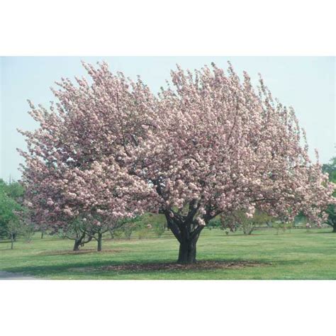 Savannah Broome Kwanzan Flowering Cherry Tree Growth Rate Japanese Flowering Cherry Plant