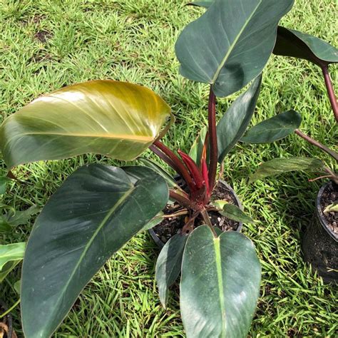 Rojo Congo Philodendron Indoor Plant Addicts