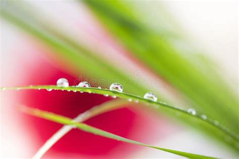 Beautiful Morning Dew On A Stem Of Grass Flowers Macro Photography