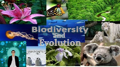 BIODIVERSITY AND EVOLUTION YouTube