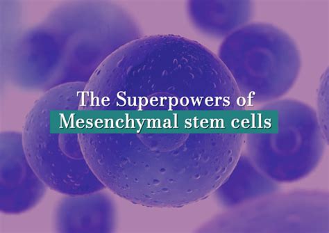 The Importance Of Mesenchymal Stem Cells In The Medical Field Danai