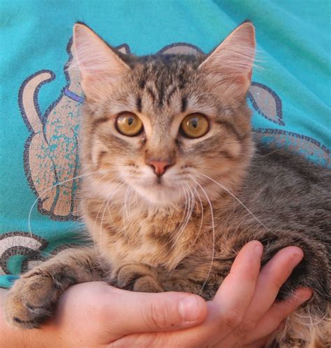 The Krispies Kittens Debuting For Adoption Today