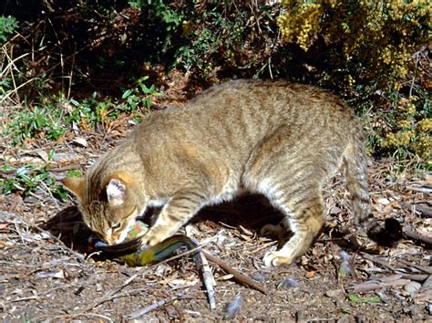 Australia To Cull Predatory Feral Cats To Prevent More Species