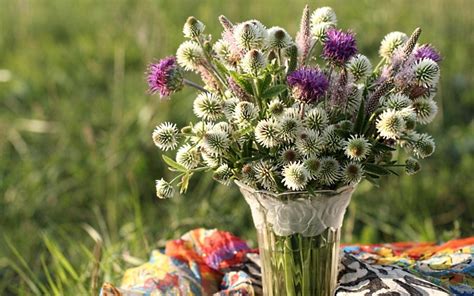 2560x1600 Resolution Clover Thistle Flowers 2560x1600 Resolution