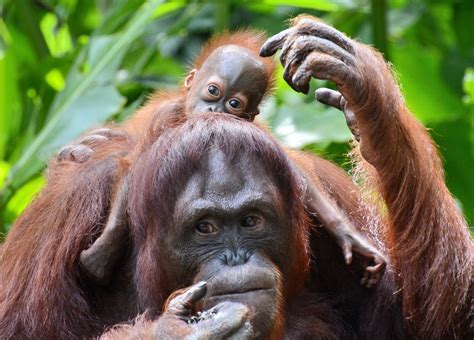 These sentences come from external sources and may not be accurate. Orangutans use hands as soundbox to produce 'kiss squeaks ...