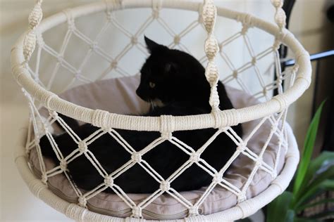 Simply Cat Hammock Bed Cat Hammock X Cat Bed Cat Beds Cat