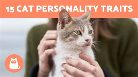 Best Cat Personality Traits Do You Know Them All Youtube