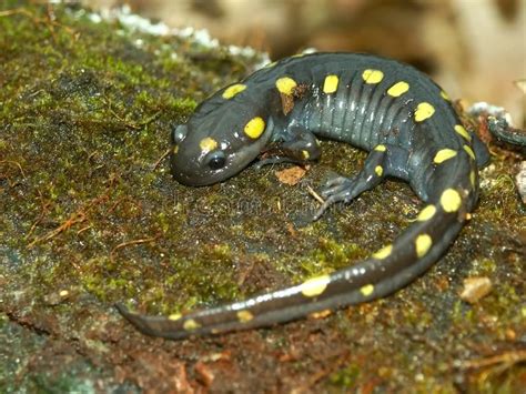 Spotted Salamander Ambystoma Maculatum In An Illinois Forest