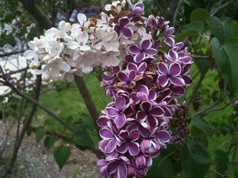 Her ‘sensation Lilac Looks Different This Year Enjoy Indiana Yard