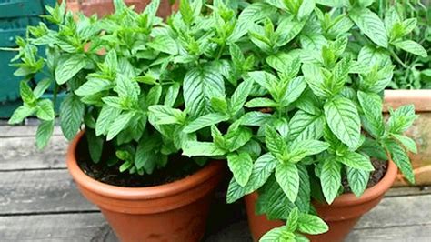 Peppermint Plant Care How To Do It