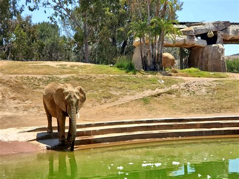 Visiting The San Diego Zoo Safari Park Luria And Co