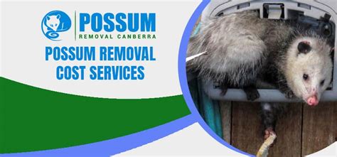 Possum Removal Cost 1 Pocket Friendly Possum Removal