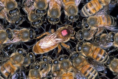 Killer Bees Spotted In The San Francisco Bay Area Immortal News