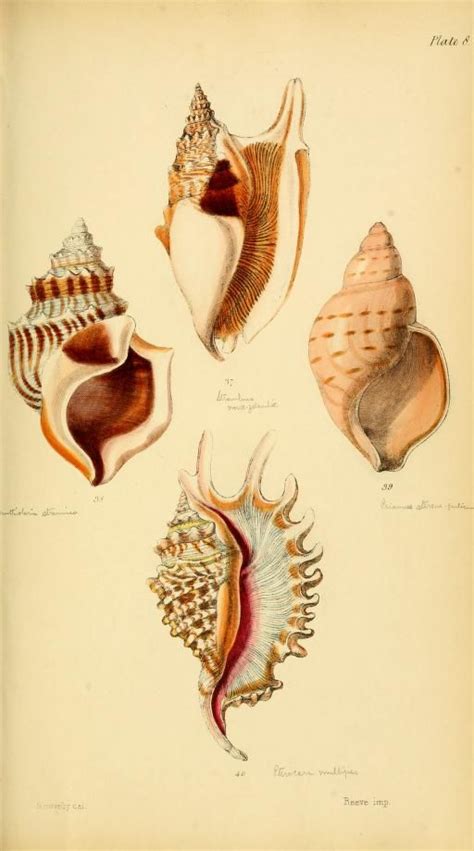 Initiamenta Conchologica Or Elements Of Conchology Plate 8 With