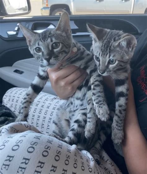 Savannahs are recognized for their tall legs, long slender bodies, large ears, long necks, short tails and of course their exotic spots. F2 grey savananh kittens breeder in 2020 | Savannah cat ...