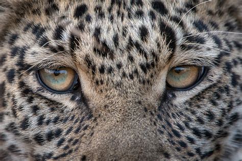Leopard Eyes | Sean Crane Photography