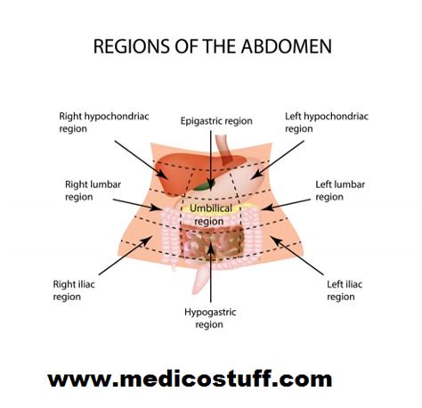 Kidney, colon or small intestine are the only possible organs in the area. Abdominal Quadrants and its contents, Abdominal organs by ...
