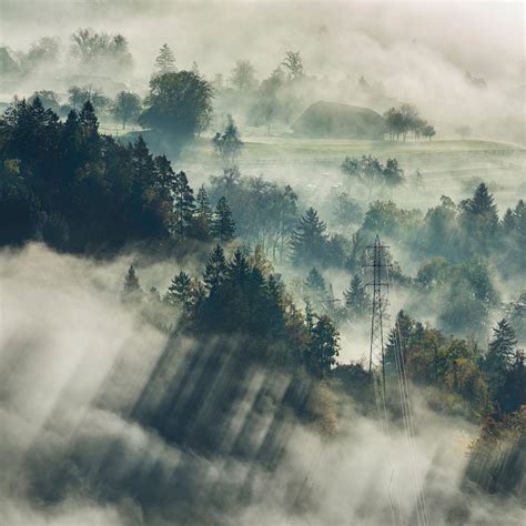 Download Wallpaper 2780x2780 Fog Trees Top View Forest Bled