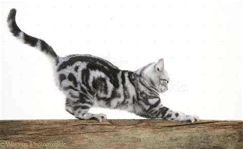 Silver Tabby Cat Stropping On A Fence Photo Wp12440