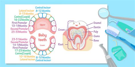 Riverside Childrens Dentistry Primary Teeth