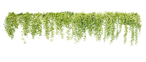 Hanging Plant Images Browse 347510 Stock Photos Vectors And Video