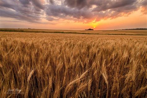 Photographing The Kansas Wheat Fields Nature Photography Kansas